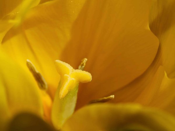 Comment s'immerger dans la culture berbère au Maroc ?